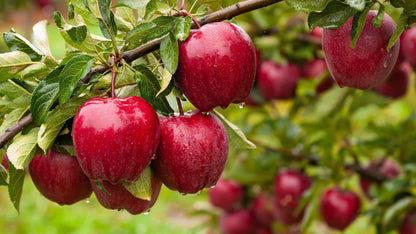 Plump glossy Red Delicious apples with dewdrops on tree branch