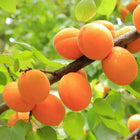 Ripe orange apricots clustered on Supperb Apricot Tree branch, dew glistening