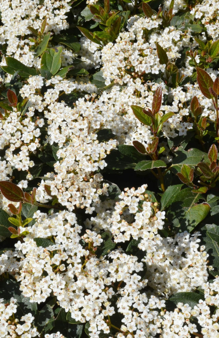 Arrowwood Viburnum dense cluster of delicate white flowers with yellow centers