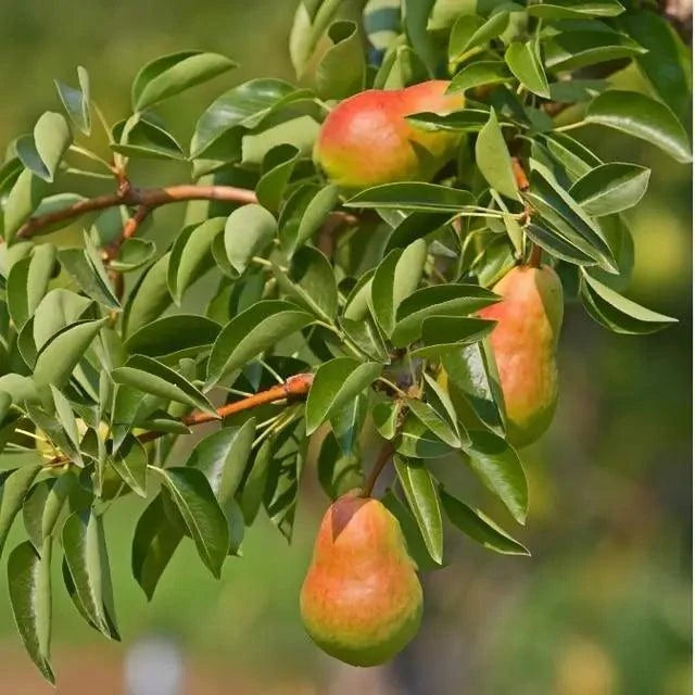 Moonglow Fruiting Pear