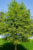 Tall Bald Cypress tree with green foliage and brown trunk against blue sky