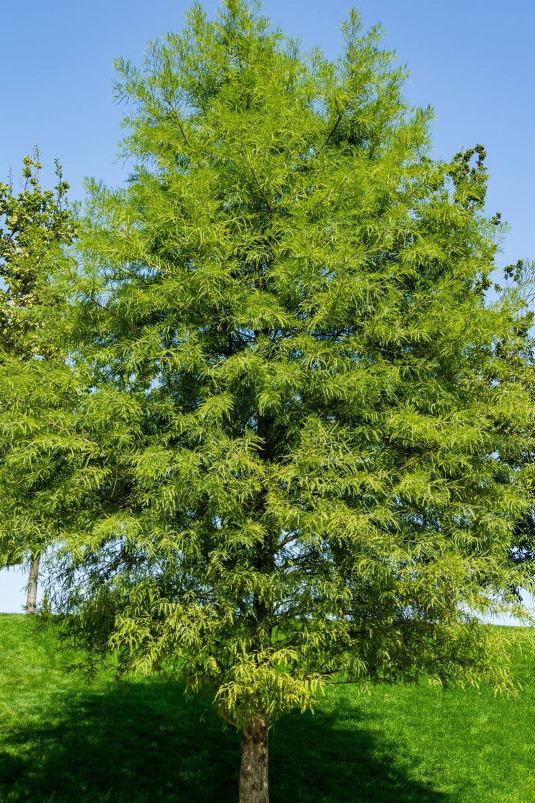 Tall Bald Cypress tree with green foliage and brown trunk against blue sky