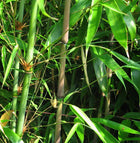 Lush green bamboo grove with slender stalks and vibrant elongated leaves