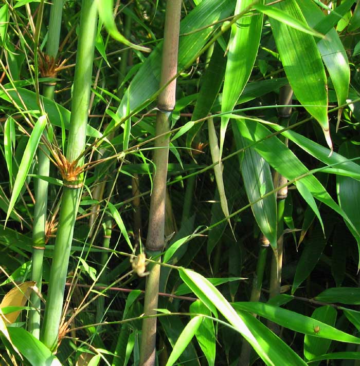 Lush green bamboo grove with slender stalks and vibrant elongated leaves
