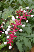 Vibrant pink Baneberry Doll Eye stems with glossy white berries and black dots