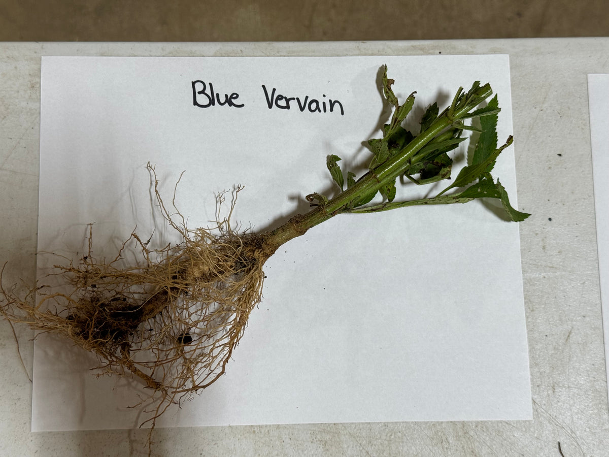 Blue Vervain plant with green leaves and tangled brown roots