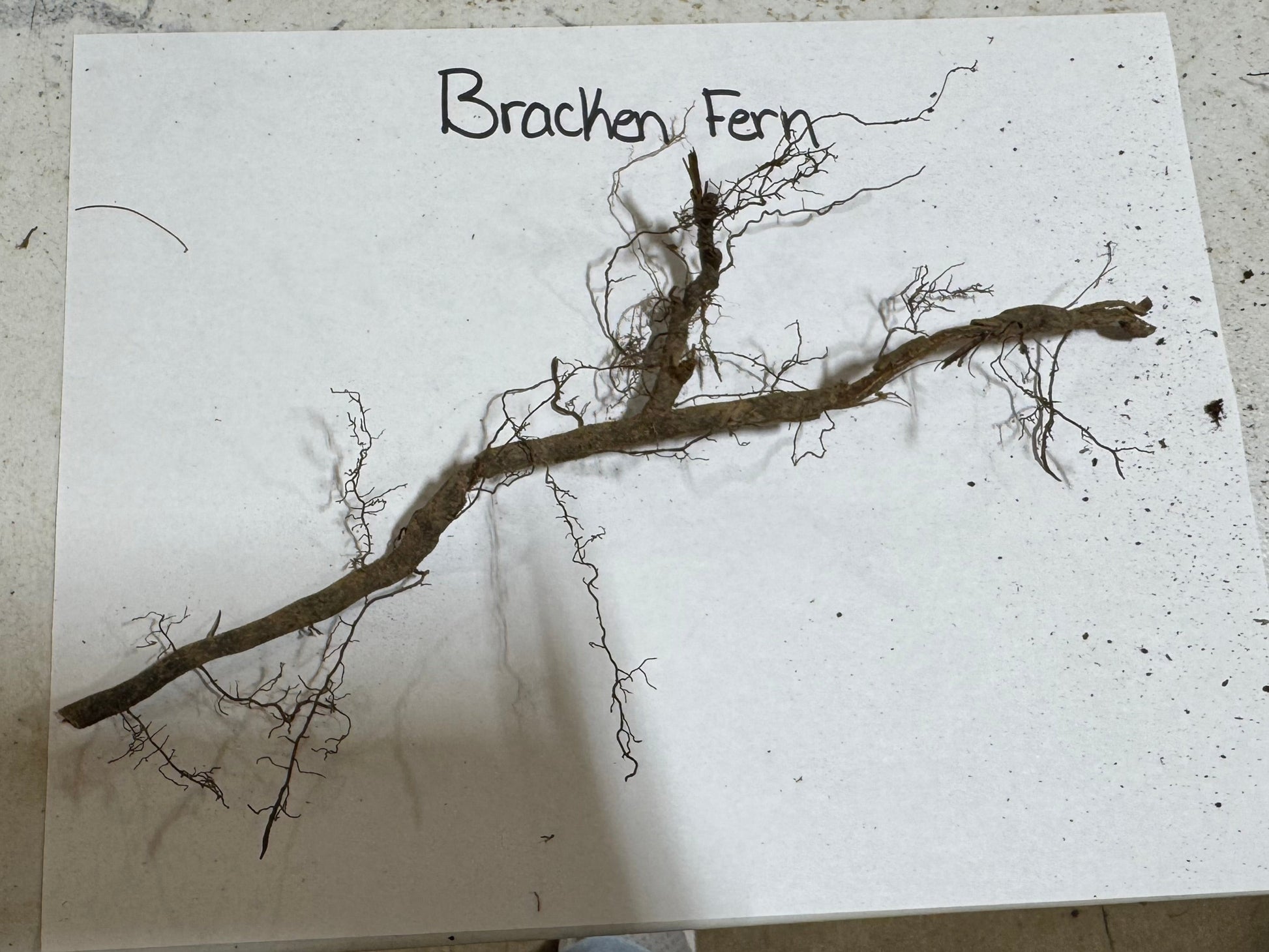 Bracken Fern dried with brown woody stem and brittle fronds