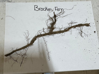Bracken Fern dried with brown woody stem and brittle fronds