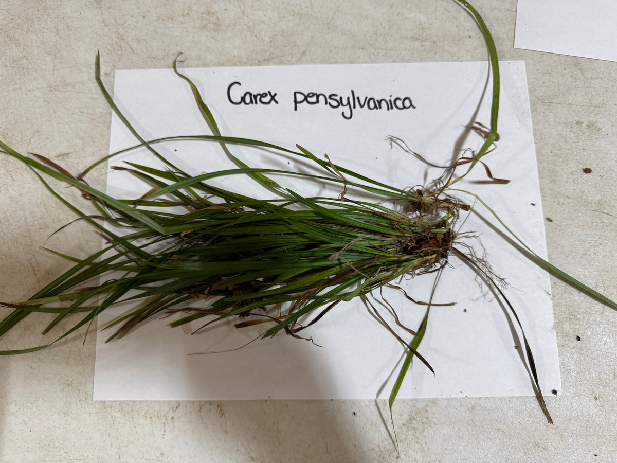 Pennsylvania sedge Carex pensylvanica 25-plant package with green grass and roots