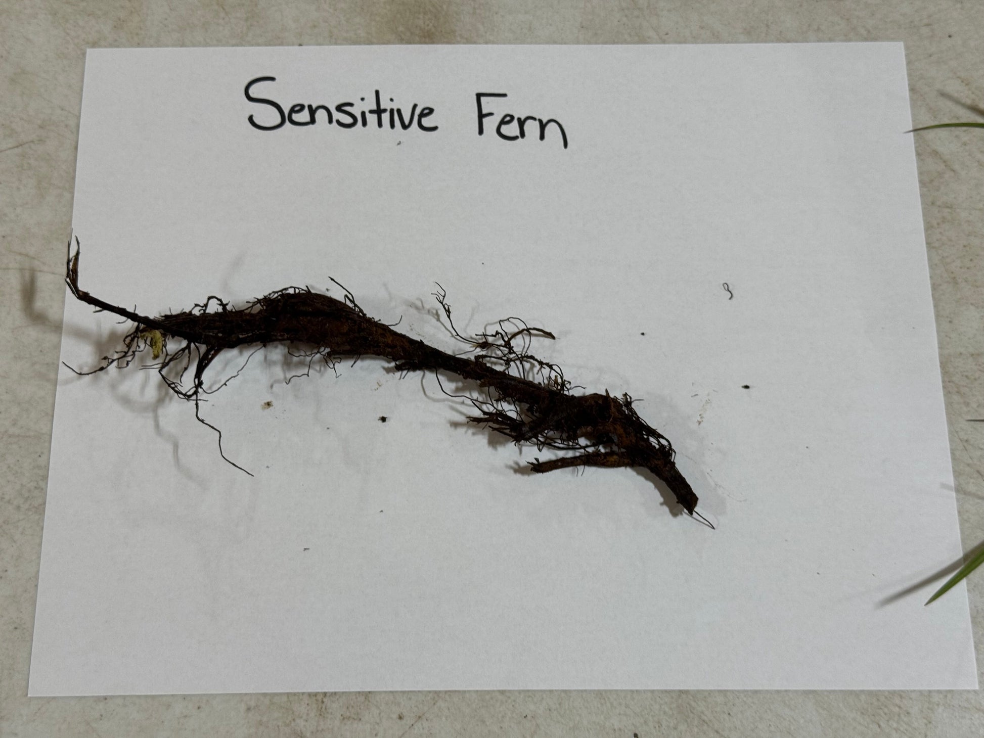 Dark brown tangled root system of Sensitive Fern on white paper