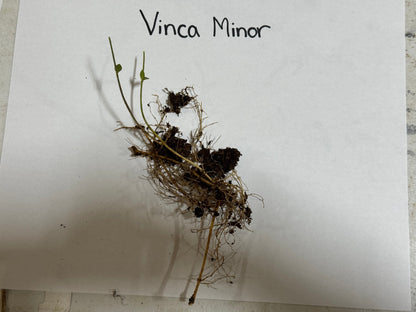 Vinca Minor plant with slender green stems, tiny leaves and fine roots in soil