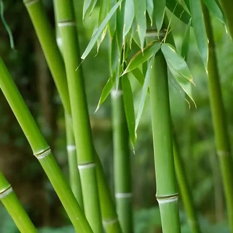 Lush green bamboo plant with slender segmented stems and delicate leaves