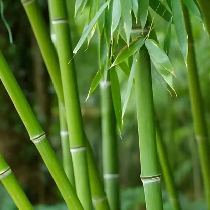 Lush green bamboo plant with slender segmented stems and delicate leaves