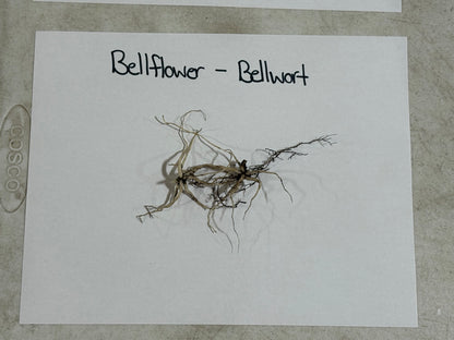 Dried bellflower-bellwort plant specimen with tangled roots, brownish-green hue