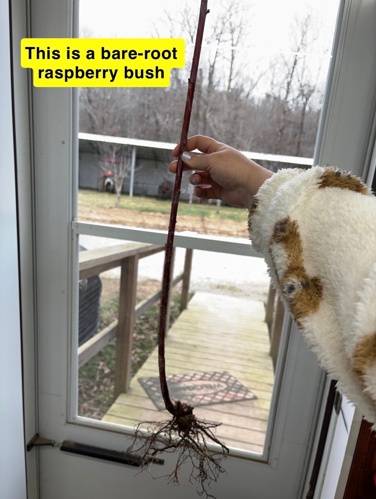 Black raspberry bare-root bush with slender reddish-brown stem and exposed roots