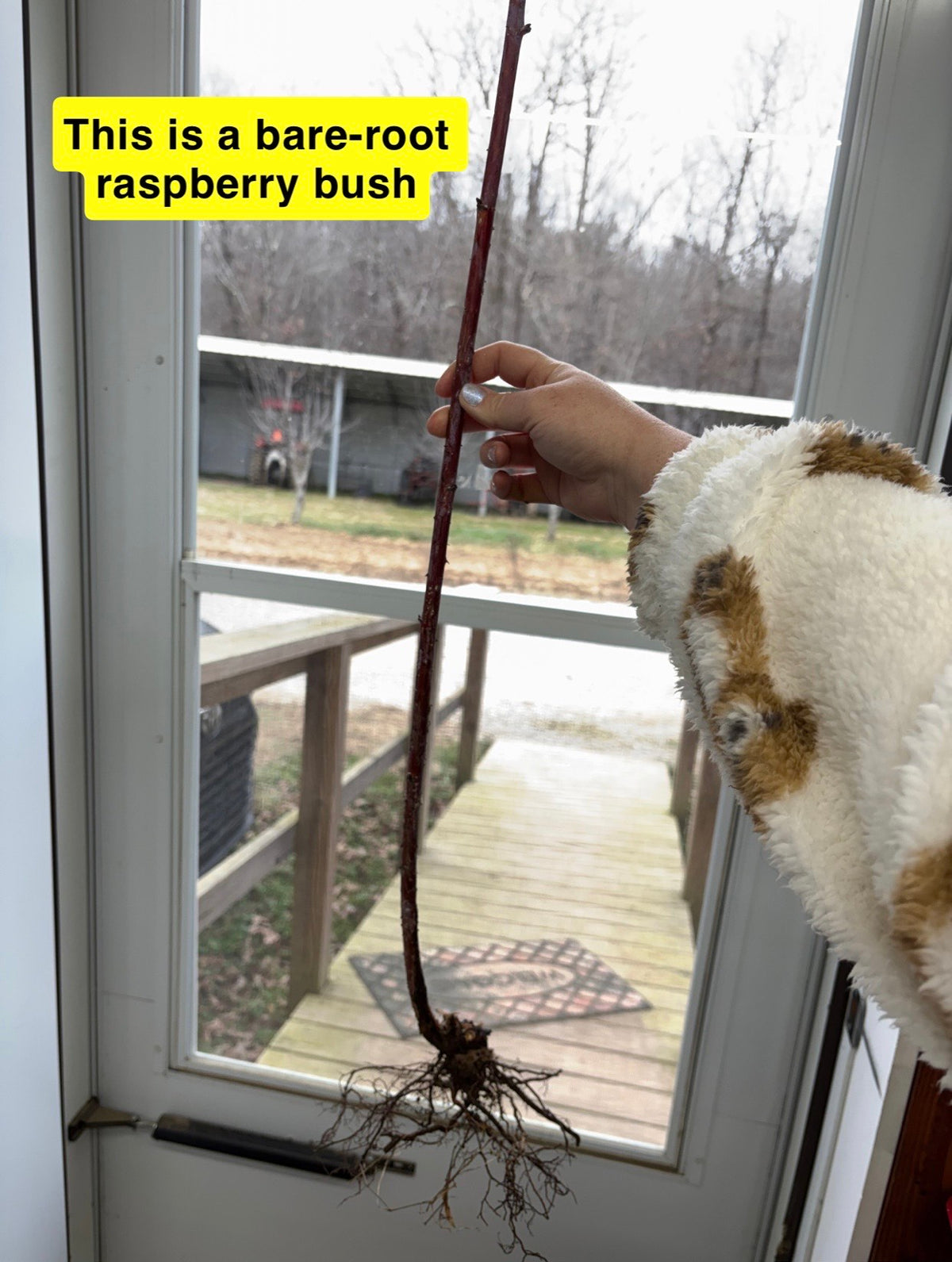 Black raspberry bare-root bush with slender reddish-brown stem and exposed roots