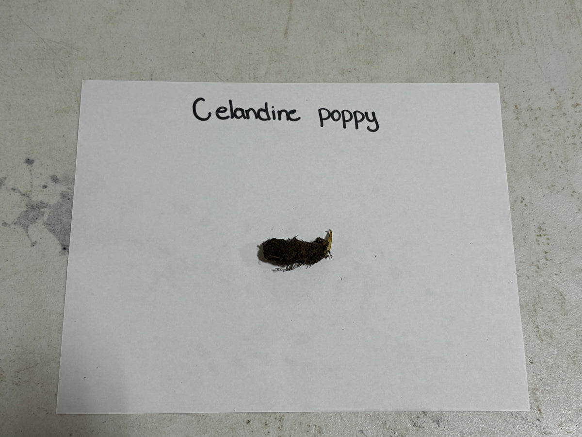 Dried dark brown wood poppy seed pod with yellowish tip
