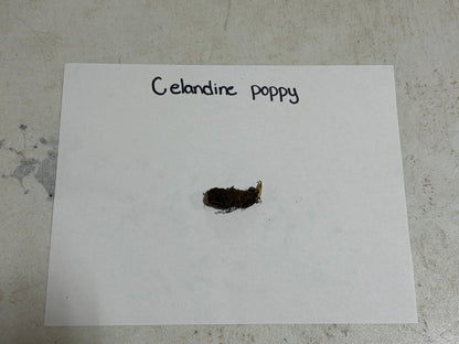Dried dark brown wood poppy seed pod with yellowish tip