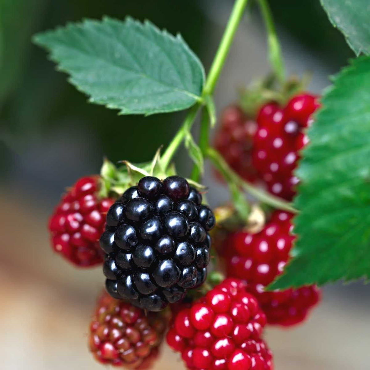 Ripe glossy blackberries on Dewberry Plant with some red nearby