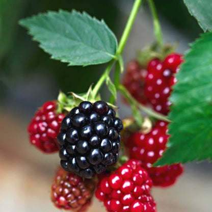 Ripe glossy blackberries on Dewberry Plant with some red nearby