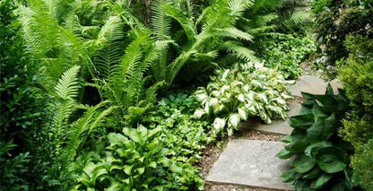Fern Variety 25 Plants lush garden path with green ferns and hostas