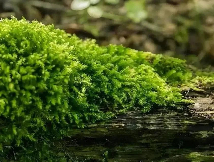 Vibrant Fern Moss blankets weathered log in lush green carpet