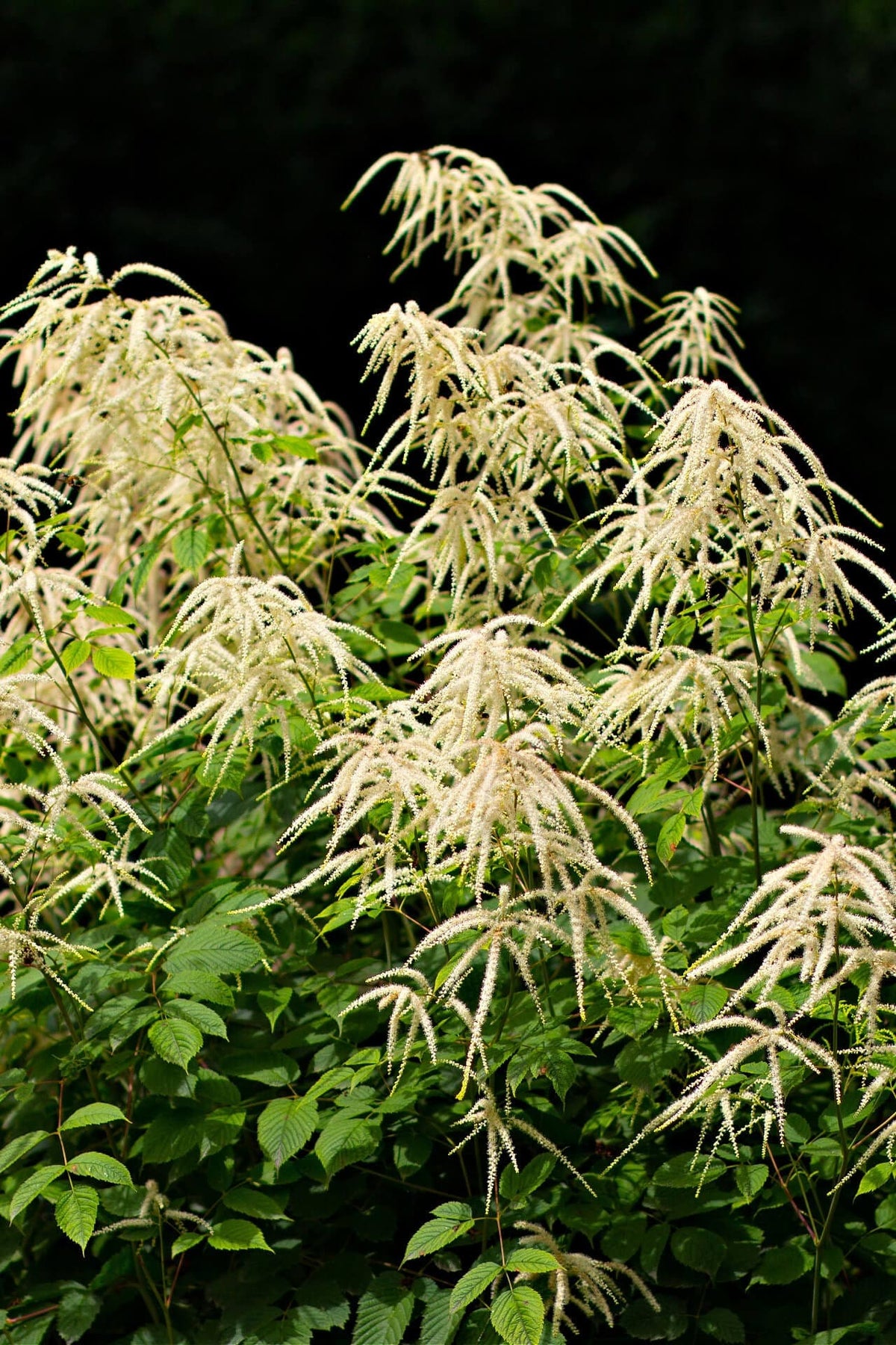 Goats beard plant with plume-like white flower clusters above lush green foliage