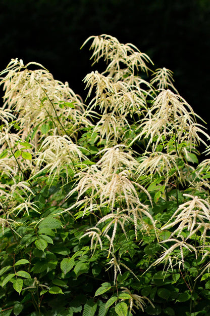Goats beard plant with plume-like white flower clusters above lush green foliage