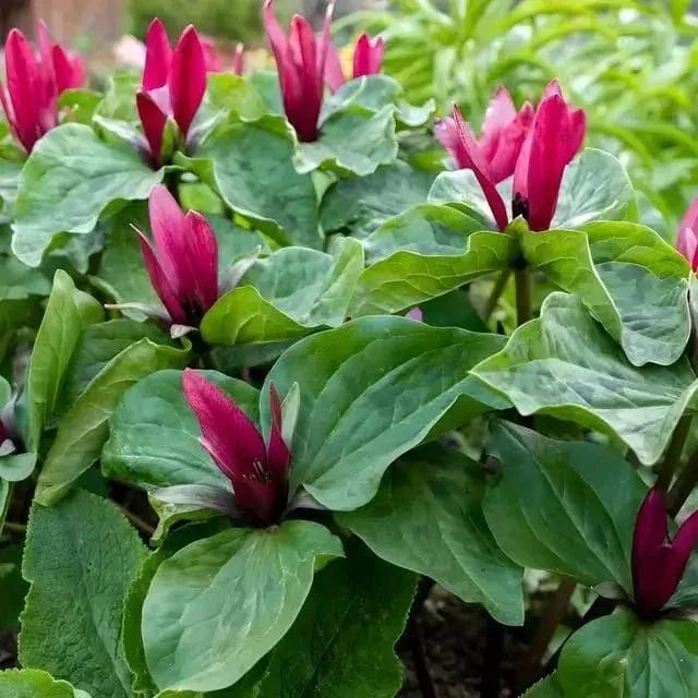 Vibrant magenta trillium flowers with glossy green leaves, 10-pack ground cover