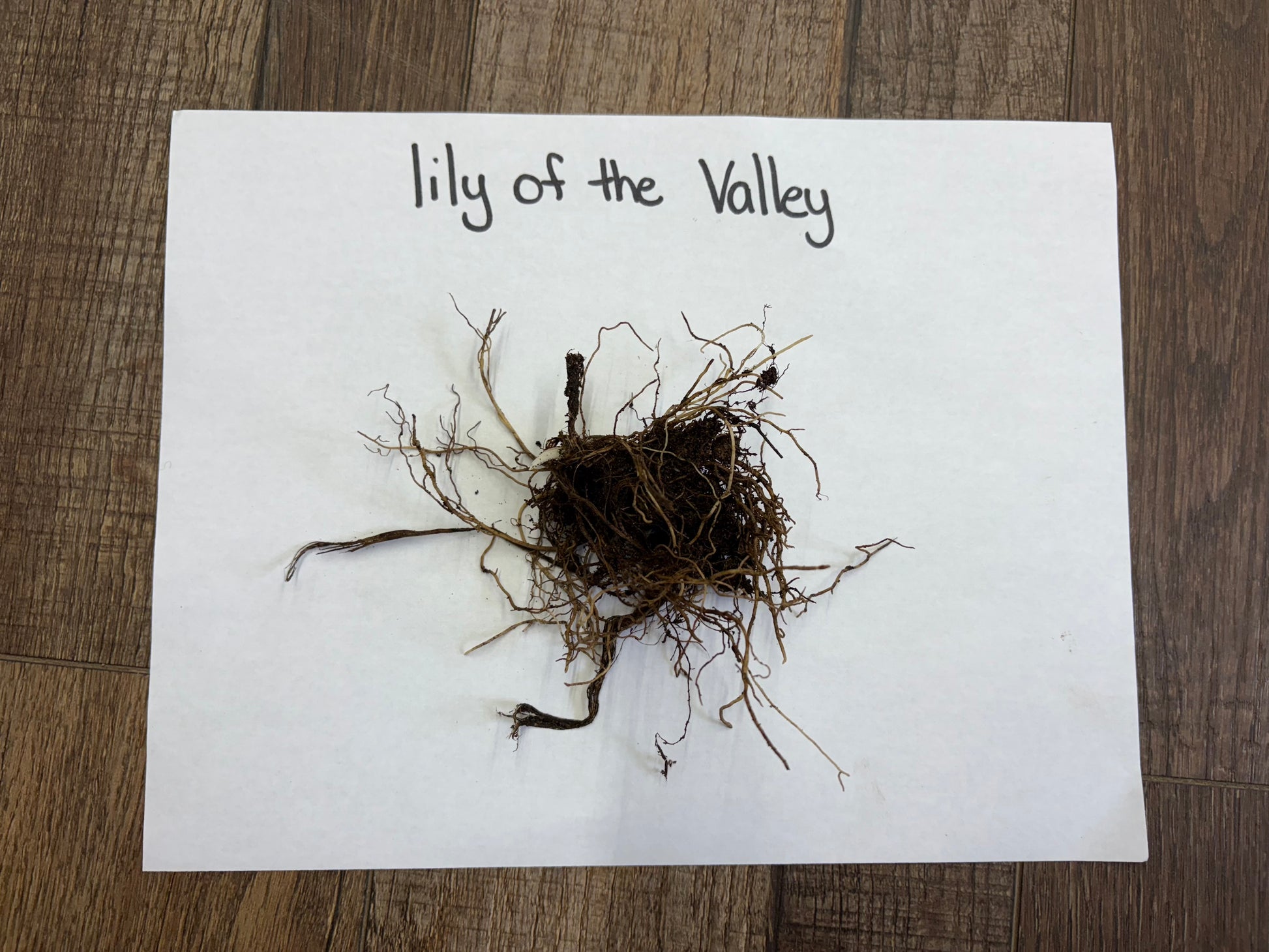 Lily of the valley roots with dark core on labeled white paper