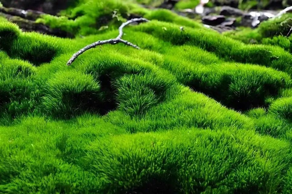 Vibrant Mood Moss blankets ground in dense plush green tufts