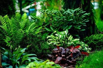 Lush green ferns and burgundy variegated hostas in 50-plant perennials bed
