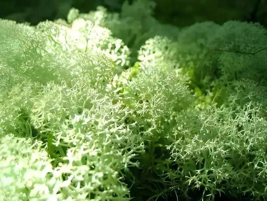 Fuzzy pale green reindeer lichen with delicate branching filaments, Reindeer Moss