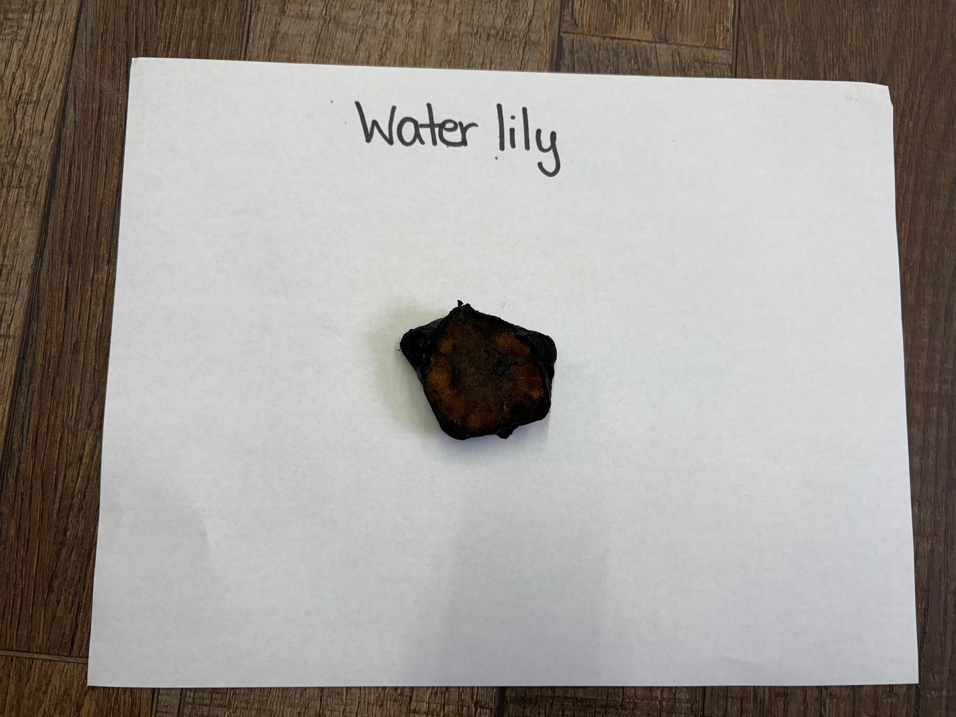 Dark brown irregular dried water lily seed pod on white paper, Lily Pads Nymphaeaceae