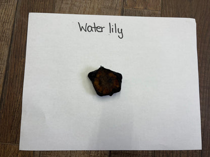 Dark brown irregular dried water lily seed pod on white paper, Lily Pads Nymphaeaceae