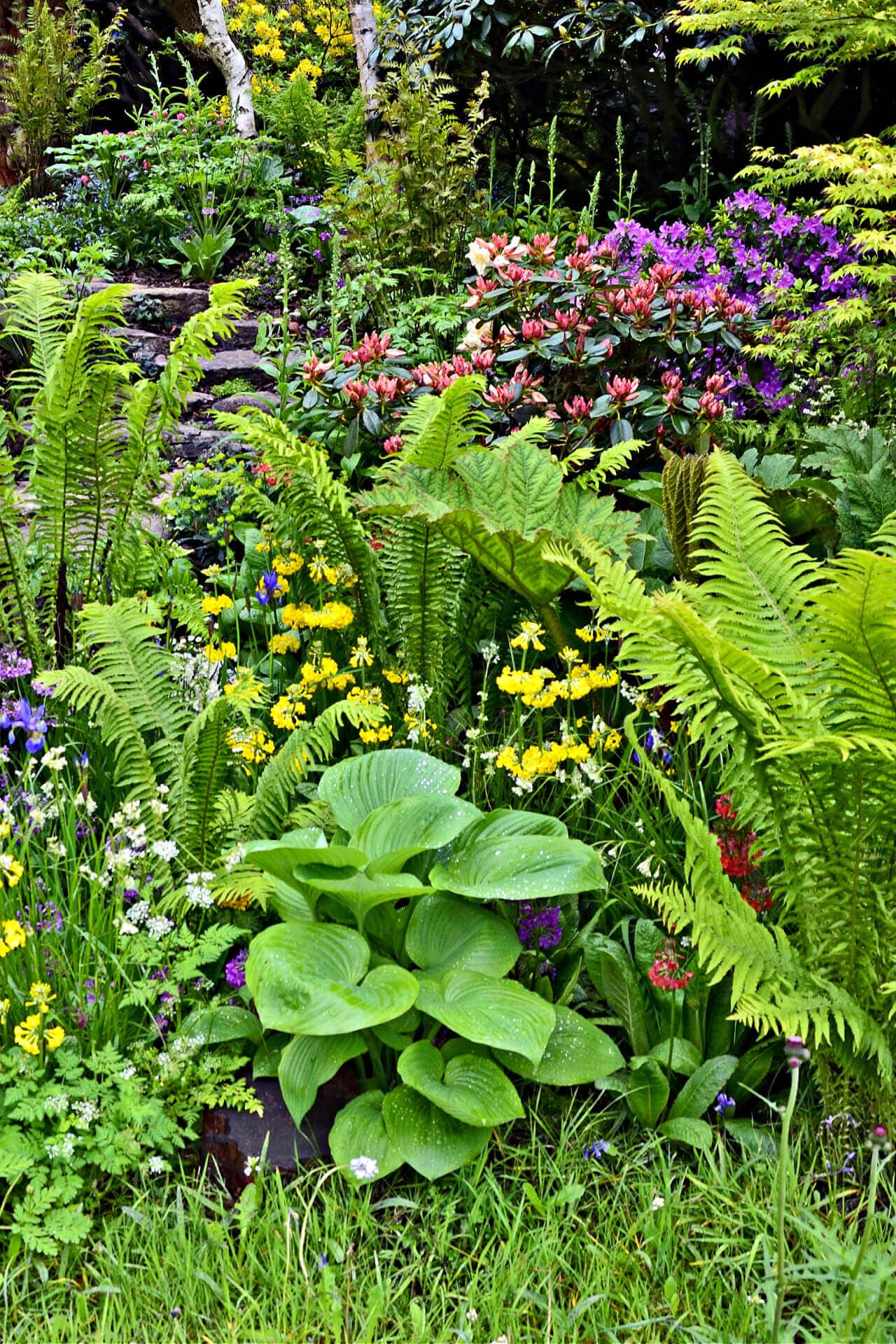 Lush green Fern Variety ferns with feathery fronds and yellow flowers, 10 plants