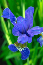 Vibrant bearded iris flower with ruffled purple petals and yellow markings