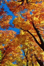 Vibrant American Beech tree canopy with golden orange autumn leaves and blue sky