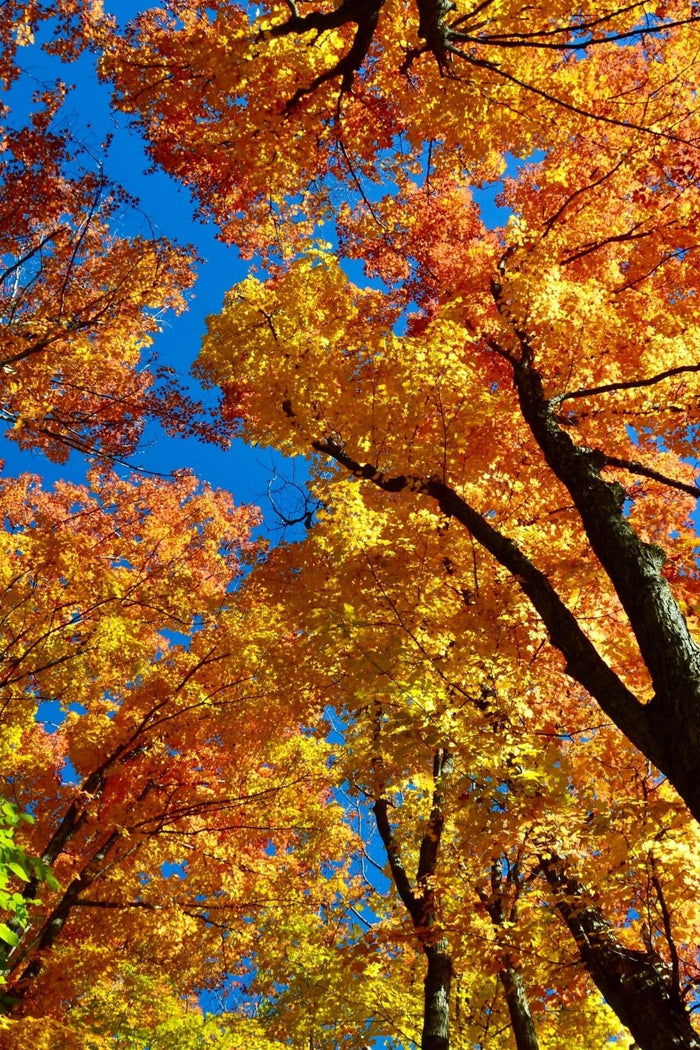 Vibrant American Beech tree canopy with golden orange autumn leaves and blue sky