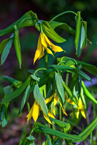 Bellflower plant with yellow bell-shaped flowers and green stems