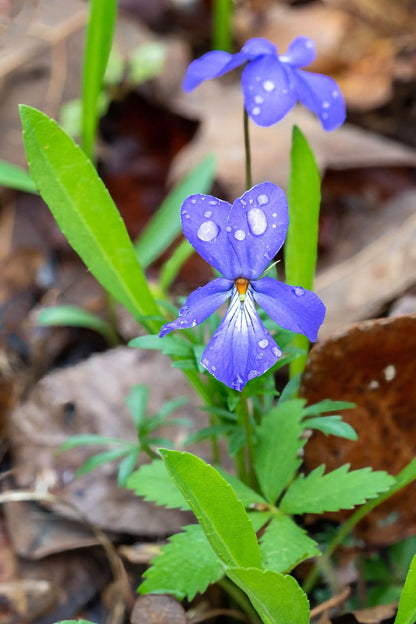 Birds Foot Violet flowers: vibrant purple petals with white spots, yellow centers amid green leaves