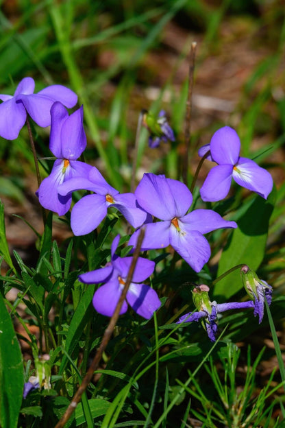 Bird’s Foot Violet: vibrant purple wild violets with yellow centers in green grass