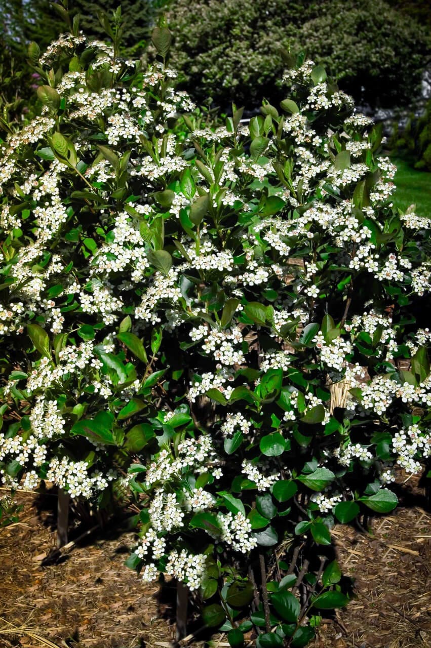 Black chokeberry bush with lush glossy green leaves and white flower clusters
