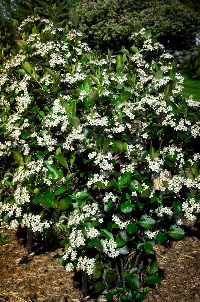 Black chokeberry bush with lush glossy green leaves and white flower clusters