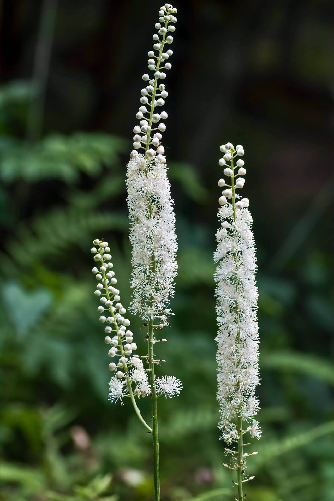 Elegant Black Cohosh white flowering plant with feathery blooms