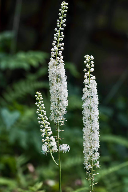 Elegant Black Cohosh white flowering plant with feathery blooms