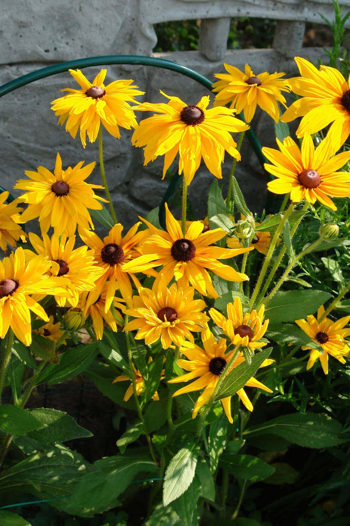 Vibrant Black Eyed Susan flowers with yellow petals and dark brown centers