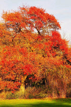 Majestic Black Gum Tree with vibrant red and orange autumn leaves against blue sky