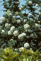 Black Haw Viburnum bush with lush clusters of delicate white flowers