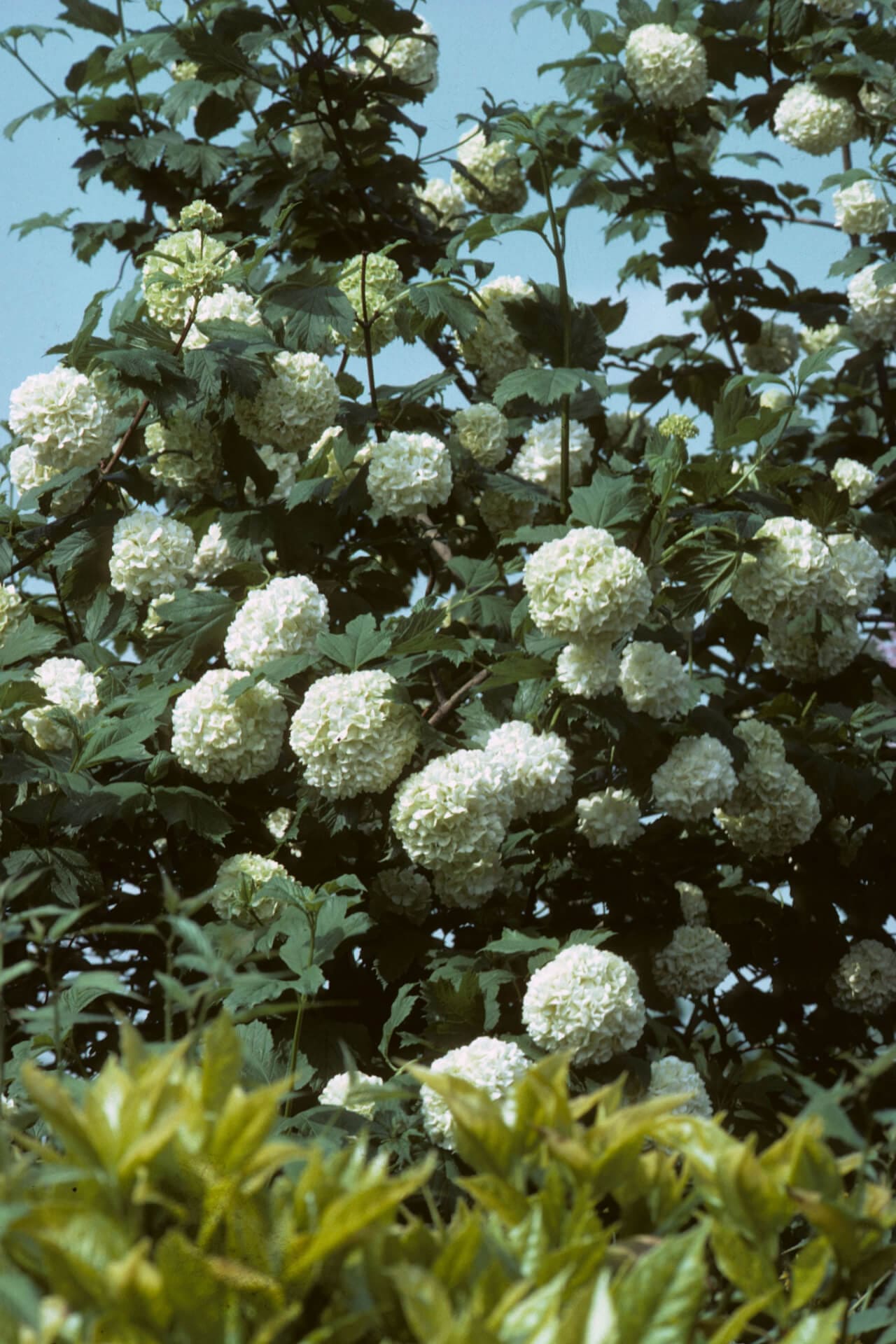 Black Haw Viburnum bush with lush clusters of delicate white flowers